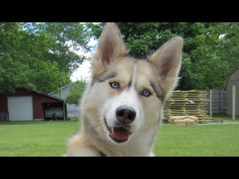 siberian husky