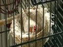 Laughing Bird