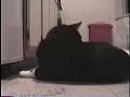 Every Cat Must Get Stoned