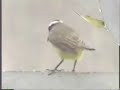 BENTEVEO COMIENDO Y ENOJADO CON LOS GORRIONES...