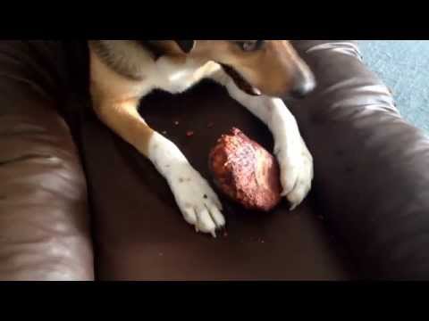 Torgas Kauwurzel für Hunde - Hundespielzeug - Kauspielzeug