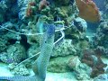 Dangerous marine tank aquarium Dangerous marine tank aquarium