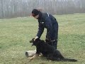 Ekko Von Spitzbubezwinger schh