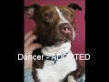 Pit Bull Blues by John Shipe (Happy Tails)