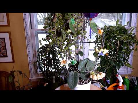 Hoya inflata 2015 Update Video | Vermont Hoyas