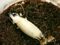 Damaster blaptoides emerging 3/3 Damaster blaptoides emerging 3/3
