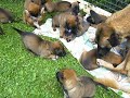Hundewelpen Hundewelpen