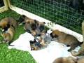 Hundewelpen