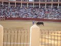 el fandi poniendo banderillas