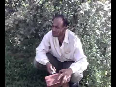 حنش - البصره.