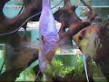 \"Pterophyllum scalare\" and \"Symphysodon aequifasciatus\"