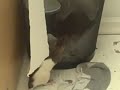 Rat fail