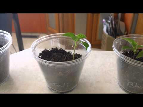 how to replant pepper seeds