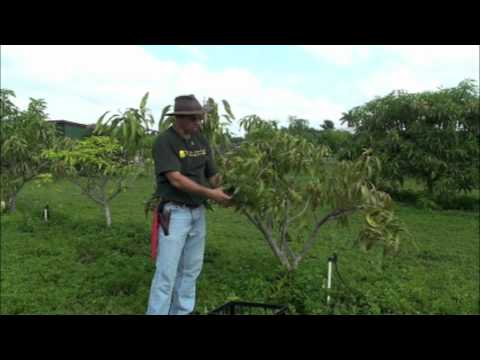 how to transplant a young fruit tree