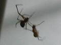Spider Vs Ant