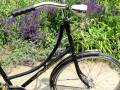 Rower Holenderski