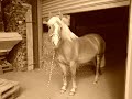 Haflinger Gina Haflinger Gina