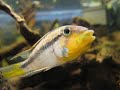 Apistogramma barlowi