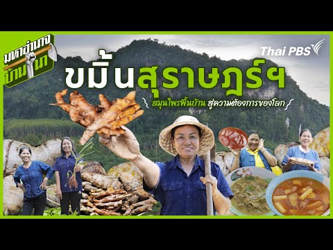 ขมิ้นสุราษฎร์ฯ สมุนไพรพื้นบ้าน สู่ความต้องการของโลก