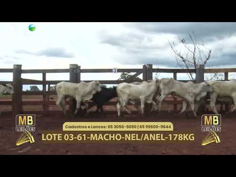 540� LEIL�O VIRTUAL MB LEIL�ES