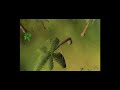 APE ATOLL TO 99 STR CHEAP AND FAST