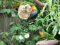 Hungry Rainbow Lorikeet Hungry Rainbow Lorikeet