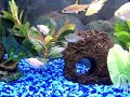 Island In The Sun - My 20 Gal Fish Aquarium