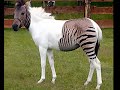 strange animals