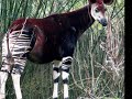 strange animals