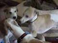 rambunctious puppies