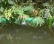 clip video Hercule Le Jardin De Meg