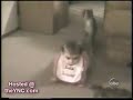 funny animals part3