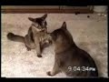 funny animals part3