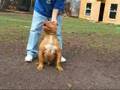 Major league Pit Bulls