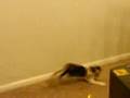 Kitten chasing yellow light (dpss 593.5nm Rigel) laser pointer!