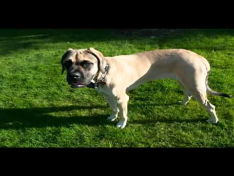 DOG OWNERS: Purina's Beneful can harm, kill dogs says lawsuit