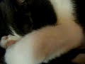 Jackcat Snoring