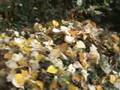 Leaf And Let Leaf