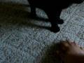 Salem fetch