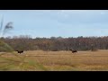 Elks mating in Matsalu NP