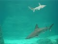 Acuario del Zoológico Guadalajara Acuario del Zoológico Guadalajara