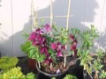 Grow a Clematis