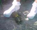 Crushing Pineapple Platform High Heels