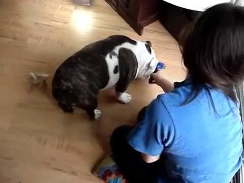 how to care bulldog