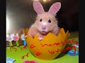 Cute hamster edits! Cute hamster edits!