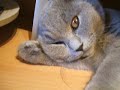 Kater Casimir mit Matschauge Kater Casimir mit Matschauge