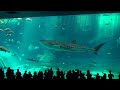Kuroshio Sea