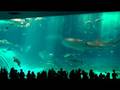 Okinawa Churaumi Aquarium