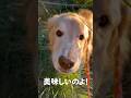 【サラダバータイム🌱ゴールデンレトリバー】 #大型犬のいる生活 #ゴールデンレトリバー #犬 #癒し #goldenretriever #retreiver #大型犬