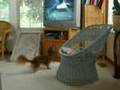 Murphy, the flying doxie, watches AFV